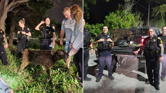 Runaway calf caught after running along highways, swimming across river: TSPD