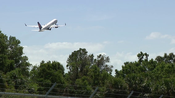 Tampa International Airport discusses potential tree removal near runway due to wildlife strikes