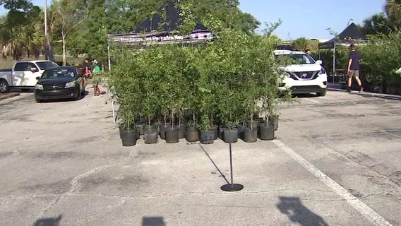 Annual Tampa tree giveaway aimed at replenishing tree canopy after hurricanes