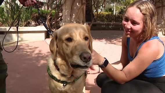 Therapy K-9 becoming well-known on the campus of USF St. Petersburg