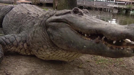 Risky human behavior behind 96% of alligator bites: Study