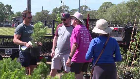 St. Pete holds 2 tree giveaways to regain canopy growth after Hurricane Milton
