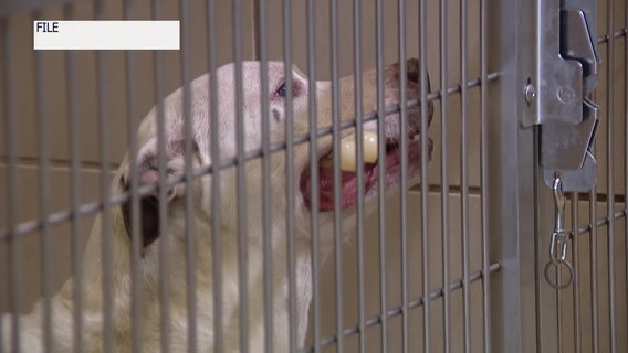 Pasco County Animal Services suspends dog adoptions after respiratory disease outbreak