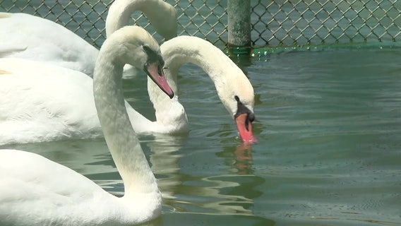 Six new swans to join Lake Morton flock to introduce new genetics