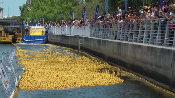 Incredible Duck Race raises money for Kiwanis Club of Tampa
