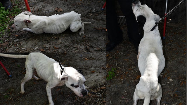View: Florida man arrested for neglecting 30 dogs at his house: HCSO