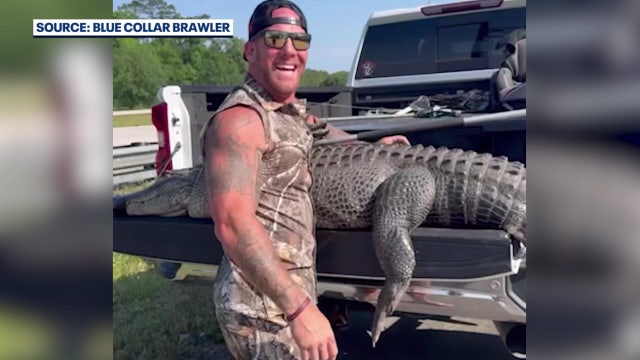 Video: Barefoot Florida man helps capture large gator along busy interstate