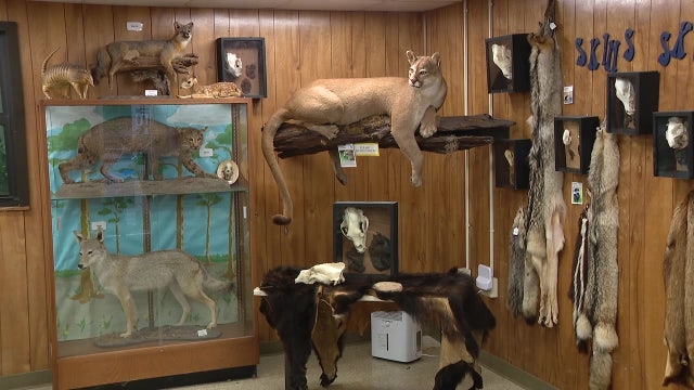 Nature's Classroom giving kids hands-on experience with Florida wildlife