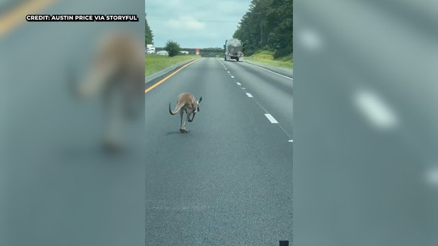 Watch: Escaped kangaroo causes crash after hopping along Alabama highway