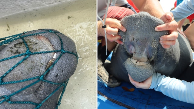 Photos: Manatee with fishing lure caught in mouth rescued on Florida beach