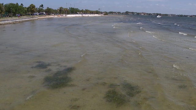 St. Pete to begin innovative seagrass restoration project this summer