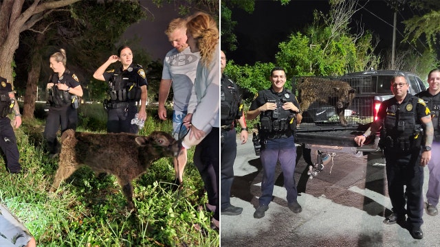 Runaway calf caught after running along highways, swimming across river: TSPD