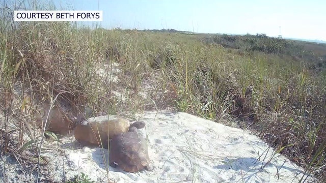 Hurricane Helene storm surge relocates dozens of Egmont Key tortoises to Fort De Soto