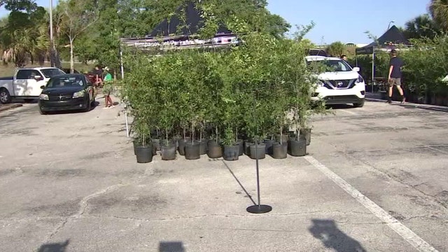 Annual Tampa tree giveaway aimed at replenishing tree canopy after hurricanes