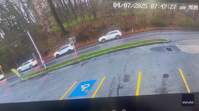 Driver escapes after massive tree falls on SUV