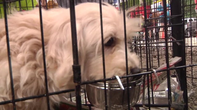 New Florida bill aims to crack down on puppy mills and bad breeding