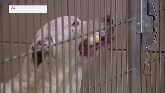 Pasco County Animal Services suspends dog adoptions after respiratory disease outbreak