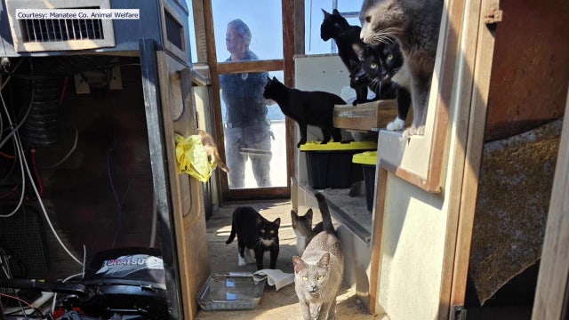 They've got their sea legs, but these Manatee County cats are ready for a forever home on land