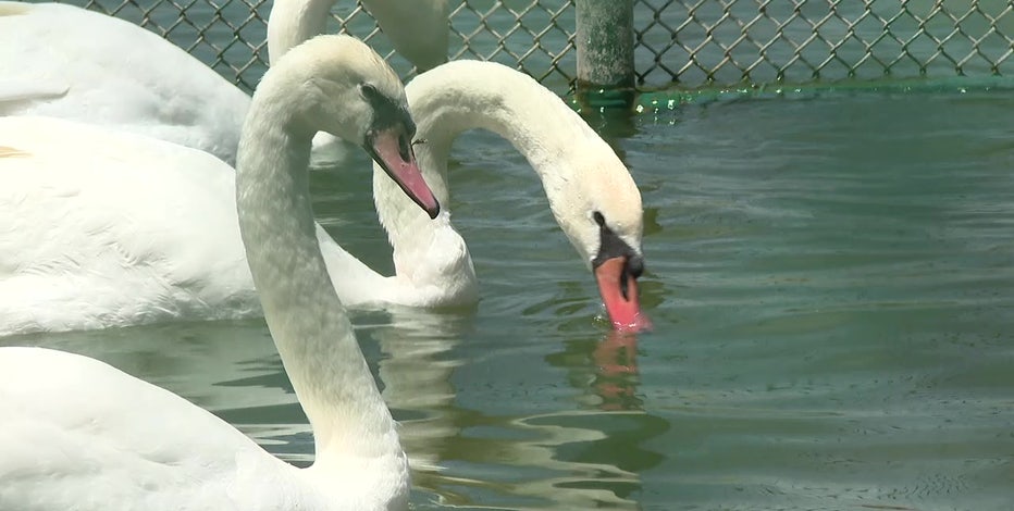 Six new swans to join Lake Morton flock to introduce new genetics