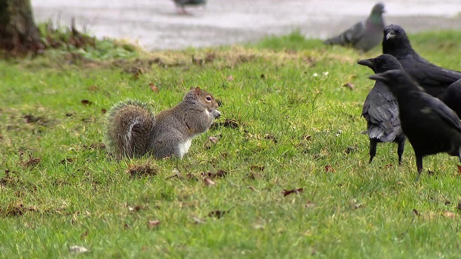 University of Florida researchers studied how urban green spaces can be designed in a way to benefit both humans and wildlife.