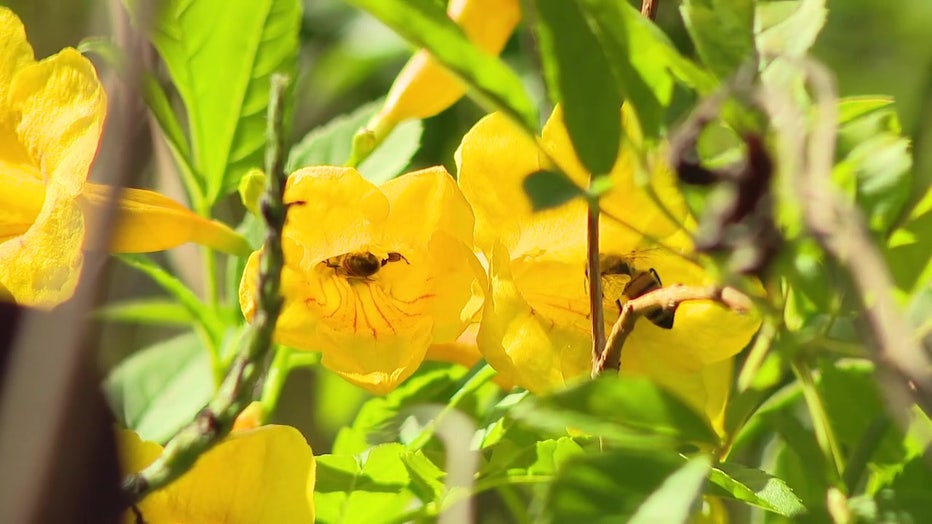University of Florida researchers studied how urban green spaces can be designed in a way to benefit both humans and wildlife.