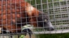 Bay Area sanctuary takes in two dozen exotic animals after unusual rescue