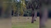 Florida fawn gets 'zoomies' during rainstorm in Naples