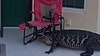 Video: Florida gator goes door to door with folding chair stuck to its head