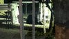 Video: Black bear spotted in downtown St. Augustine