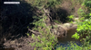 Myakkahatchee Creek clearing could bring some relief from potential flooding in North Port