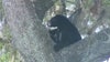 Florida bear hunt inches closer to reality