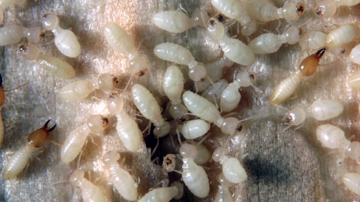 "They think it's Spring": Temperature swings spark premature termite activity in Florida