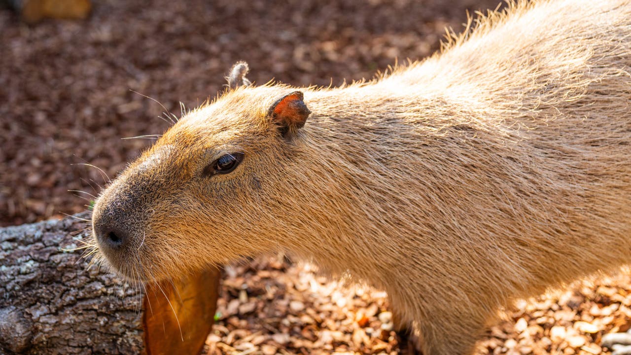 animalcap になりました。他の方は購入しないで下さい。 Busch Gardens welcomes new animals ahead of Wild Oasis at Jungala