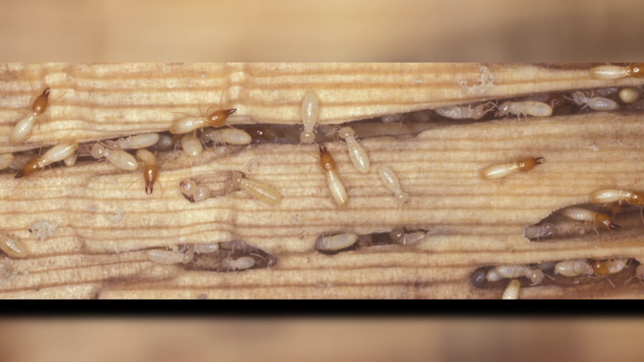 Scientists discover hybrid termite species in Florida Scientists discover hybrid termite species in Florida