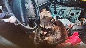 Video: Pet raccoon caught on camera sitting in driver’s seat with glass meth pipe during traffic stop