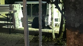 Video: Black bear spotted in downtown St. Augustine