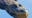 Alligator attacks kayaker on Lake Kissimmee: PCSO