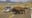 Florida man gored by bison at Yellowstone National Park