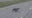 Tailless alligator seen waddling across road in Southern Louisiana
