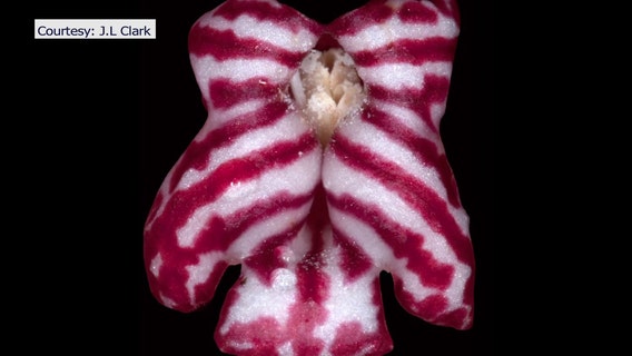 Sarasota researcher discovers four new species of airplants in South American rainforest