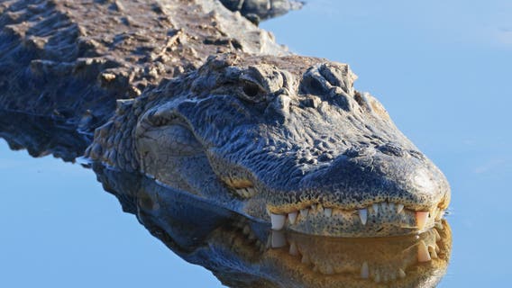 Alligator kills 61-year-old Davenport woman canoeing with husband on Lake Kissimmee