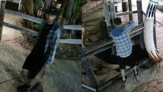 Video: Man caught on camera stealing baby alligator from Pasco County business