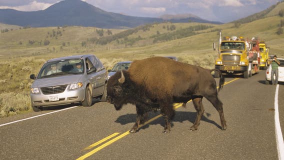 Florida man gored by bison at Yellowstone National Park