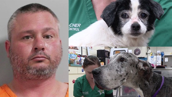 Emaciated dogs rescued in Auburndale animal cruelty case on road to recovery