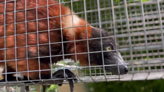 Bay Area sanctuary takes in two dozen exotic animals after unusual rescue