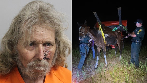 Horses on Polk County property left for weeks without food and water, owner arrested: ‘Severely malnourished’