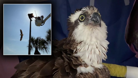 TECO truck helps rescue mother osprey hooked, tangled in fishing line in Apollo Beach