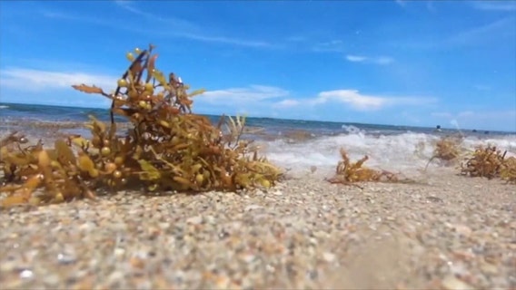 USF researchers see record-high amounts of Sargassum seaweed expected to wash ashore Florida's east coast