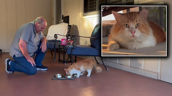 Florida cat escapes vet after procedure, travels 3 miles back home: ‘I would’ve called an Uber’