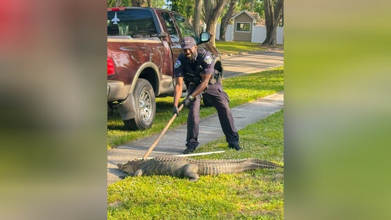Large alligator wrangled, relocated from condo community: TTPD